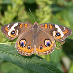 Common Buckeye